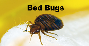 Bed Bugs