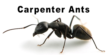 Carpenter Ants