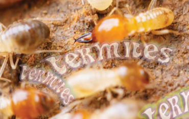 Termites