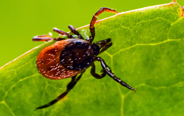 Ticks