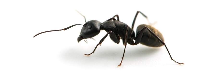 Carpenter Ants