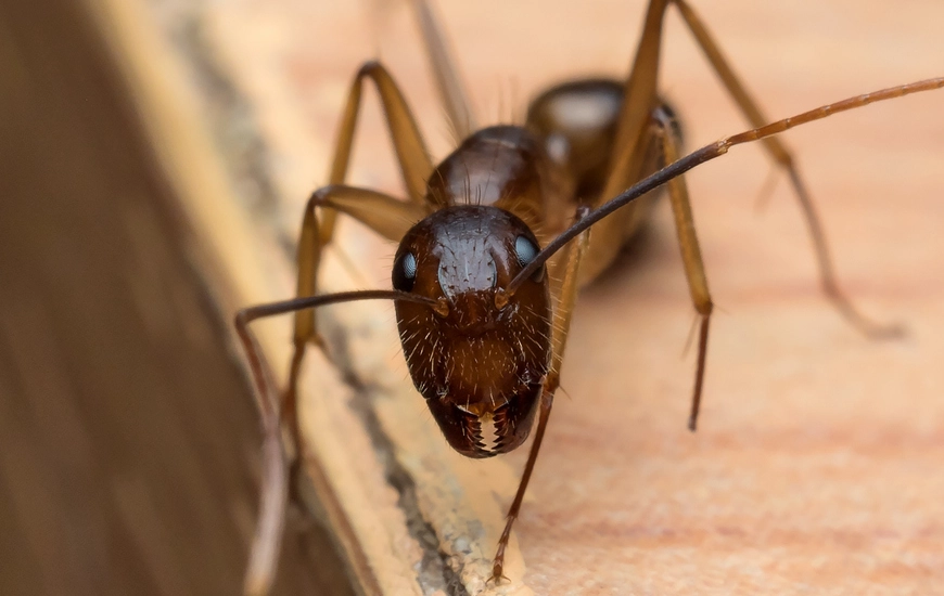 Carpenter Ants, Seasonal Pest Problem in Northeast Ohio