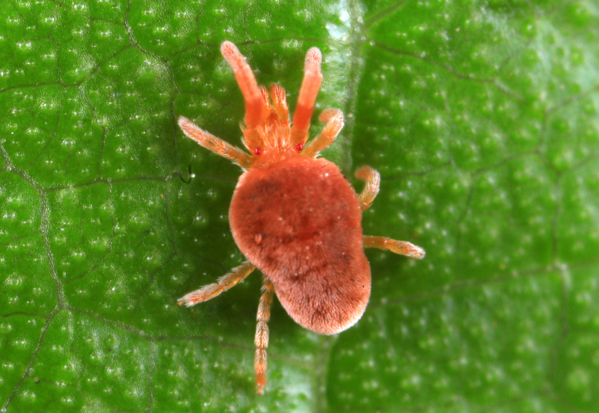 Clover Mites in Northeast Ohio