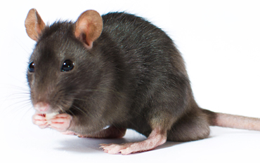 Mice and Rats