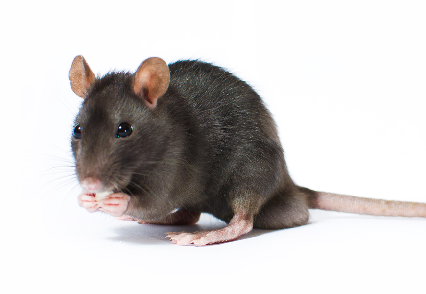 Mice and Rats Pest Control