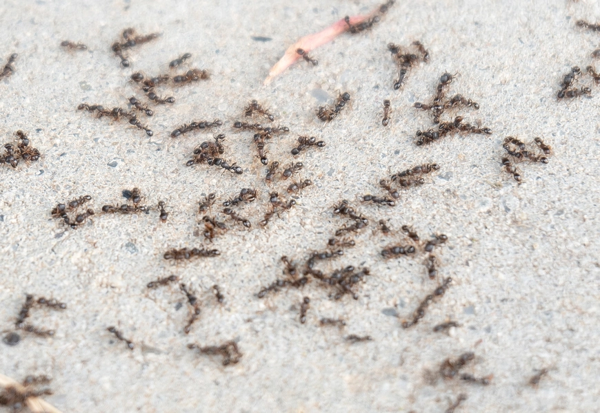 Seasonal Pest Problem in Northeast Ohio