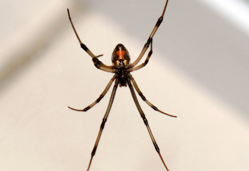 spiders inspection, spiders exterminate