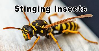 Stinging Insects