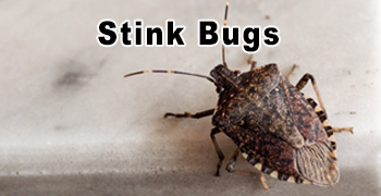 Stink Bugs