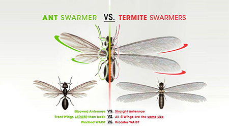 termite swarmer