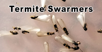 Termite Swarmers