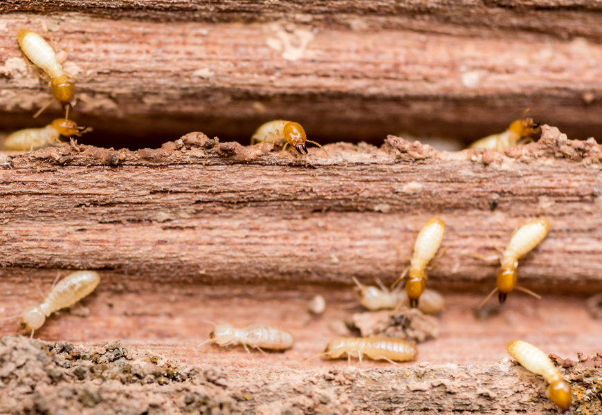 Termites